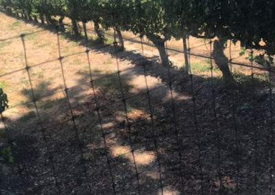 CAAA Solvang Wine Tasting-Laura M. Wilson & Associates, Inc.